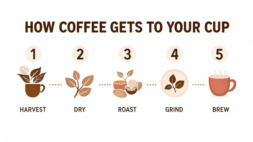 How coffee gets to your cup, in five steps, made with FLUX 3 Image Klein